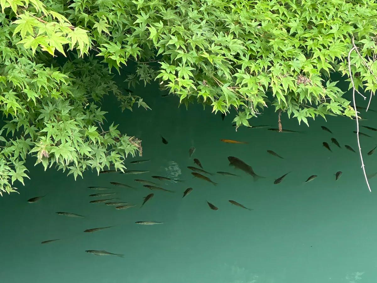 葉が水面に広がる池の風景