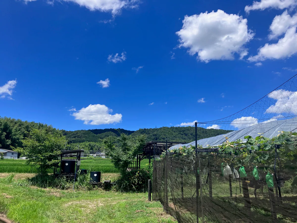 青空の下に広がるぶどう棚の風景