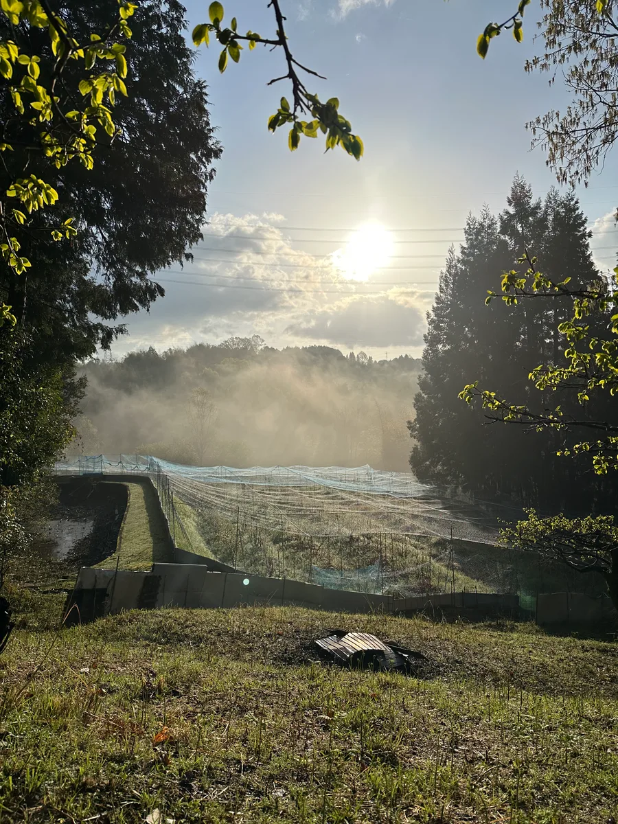 山あいにある果樹園と作業する人の風景